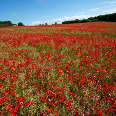 Valmuemark ved Tårup. Røde valmuer.