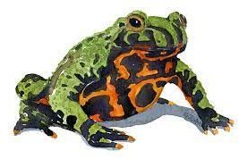 Farvelagt tegning af klokkefrø.